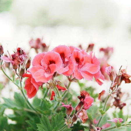 Gardenia Rooms Sarandë 外观 照片