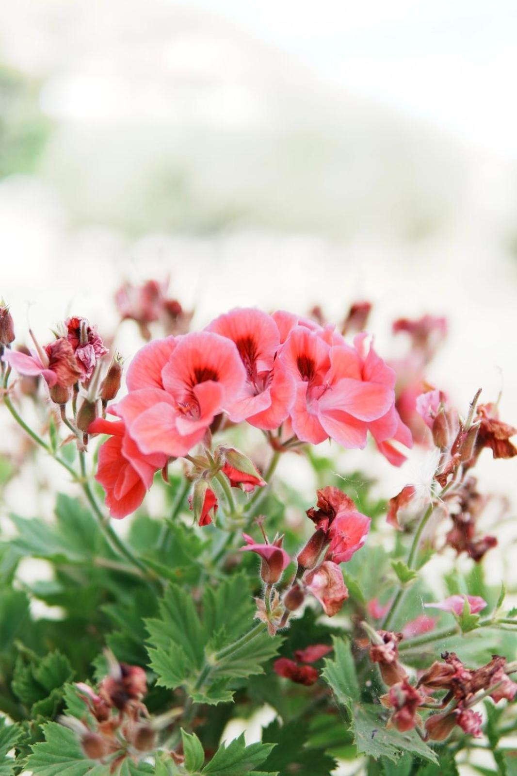 Gardenia Rooms Sarandë 外观 照片